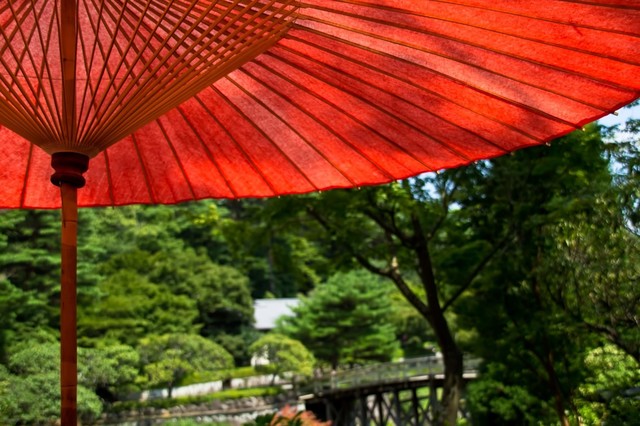 希少なレブンウスユキソウは北海道礼文島で見られる高山植物 己の日記の基礎